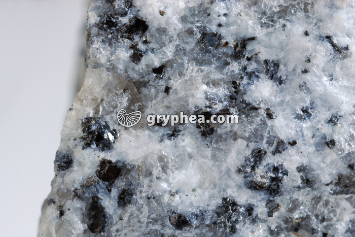 Granite (détail) - gryphea.com